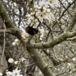 Erdhummel auf Schlehe