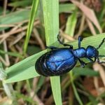 Schwarzblauer Ölkäfer