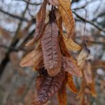 Fruchtstand der Hainbuche