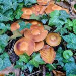 Ein Kunstwerk der Natur