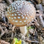 Pantherpilz (giftig)