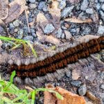 Raupe des Brombeerspinners